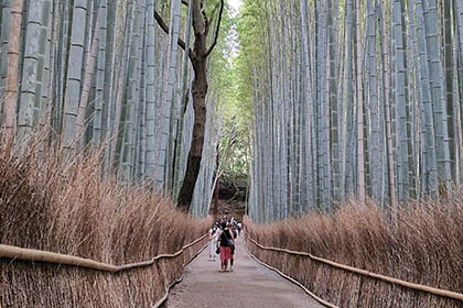 Arashiyama Tour