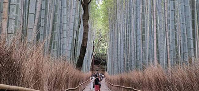 Arashiyama Tour