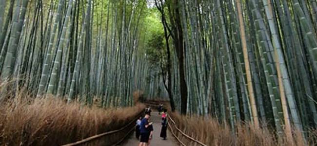 Arashiyama Tour
