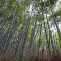 Arashiyama Tour